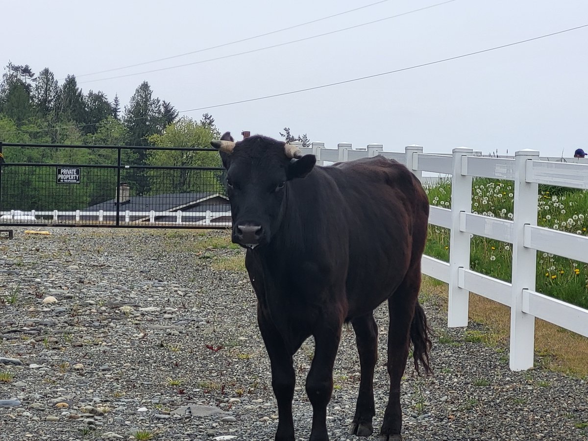 #AngryBull on SR 164 near 196th.  <a href="/wastatepatrol/">WA State Patrol</a> Sergeant Zimmer assisted in corralling the big fella into a driveway.  Owner search in progress!