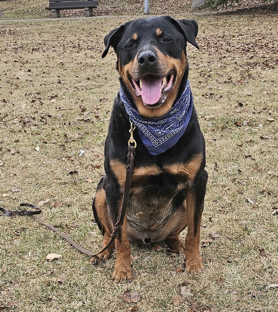 A lady at the park said I resembled Yogi Bear.
I do not.
Yogi has a picnic basket. I only have meager tidbits of food that get tossed to me.

#XDogs #DogsOfX