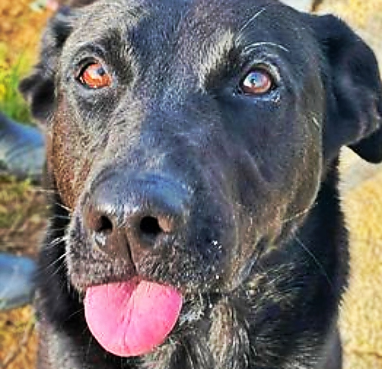 SosAbuelos1's tweet image. #Sevilla
Mayorcita (8 añines), grande y negra... hija, lo tienes todo para que no te quieran!!!

A #ÁFRICA la dejaron atada a un poste, abandonada a la intemperie, como l@s mierdas se deshacen de las "cosas" que ya no les sirven... No sin antes haberla explotado para criar!!…