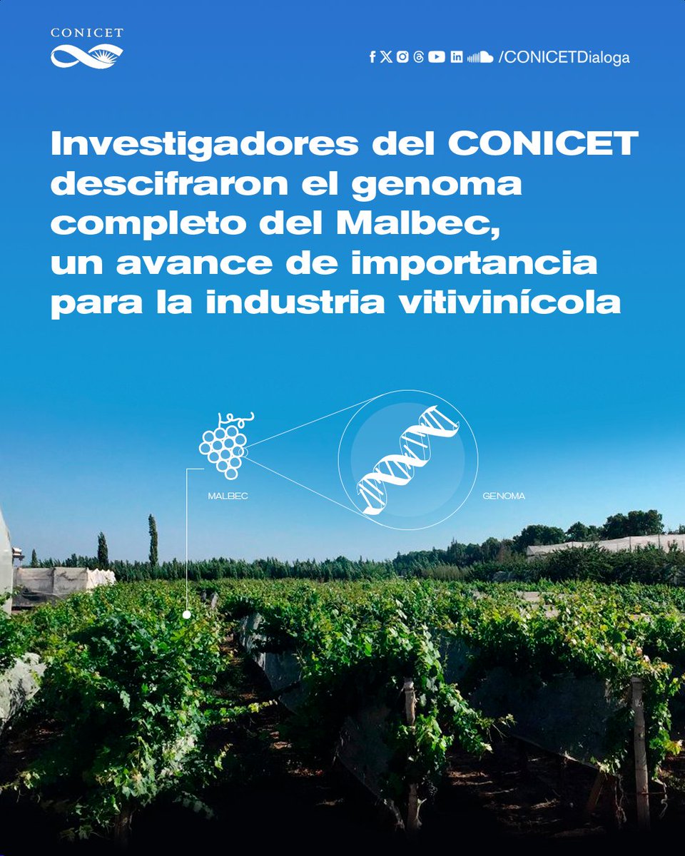 🍇Un equipo de investigadores del CONICET, en el marco de un consorcio internacional público-privado, descifró el genoma del Malbec. Este avance es clave para la industria vitivinícola para crear desarrollos que mejoren la calidad de ese varietal. ✍️bit.ly/genomamalbec