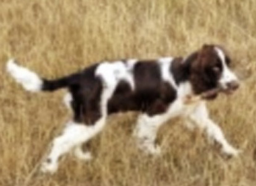 rosieDoc2's tweet photo. #SpanielHour 

BENJAMIN only a puppy when he went missing
Male #Spanielcross (looks like #ESS) 
Brown/white distinctive patches 
MISSING FROM GREENFORD BERKELEY FIELDS #UB6 
4/8/22 
He will be bigger now but those marking’s will be very much the same 

https://t.co/JWiEmkDECC https://t.co/rv9tDac94u