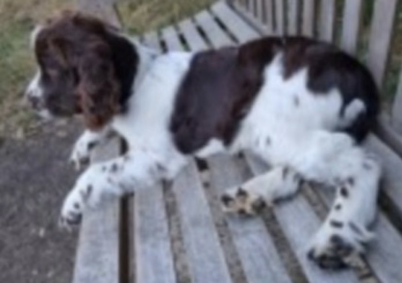 #SpanielHour 

BENJAMIN only a puppy when he went missing
Male #Spanielcross (looks like #ESS) 
Brown/white distinctive patches 
MISSING FROM GREENFORD BERKELEY FIELDS #UB6 
4/8/22 
He will be bigger now but those marking’s will be very much the same 

doglost.co.uk/dog-blog.php?d…