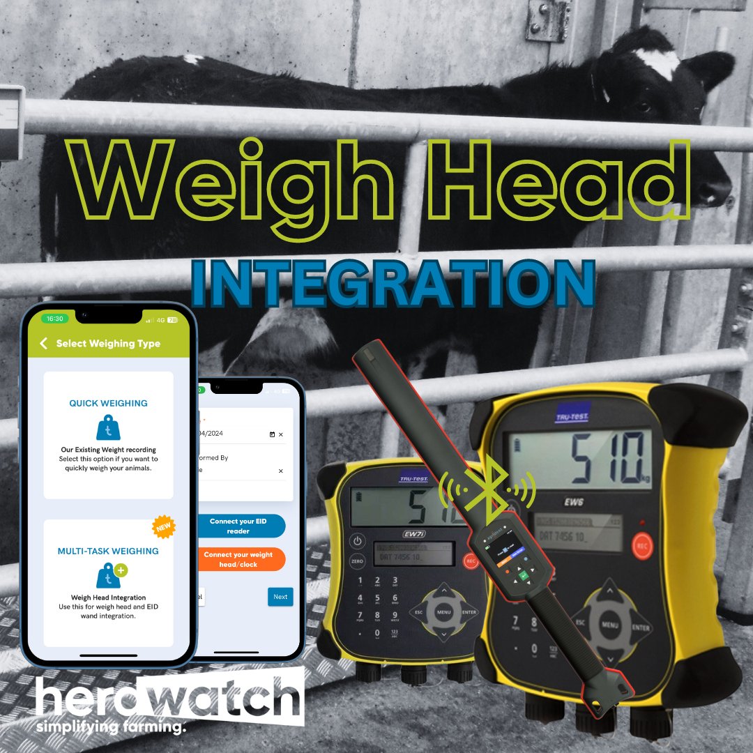 WEIGH HEAD INTEGRATION🤳 You can now connect your EID Reader as well as your TruTest EziWeigh 6/7i to your Herdwatch app ! Read more about how you can reduce the time spent weight recording whilst seamlessly tracking your data.⬇️ hubs.li/Q02tXNNc0 #herdwatch #weighhead