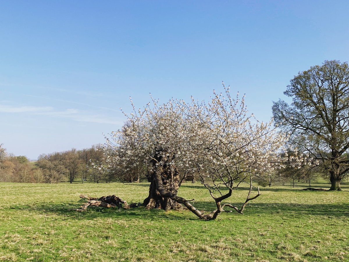 At more than 325 years old, this cherry tree @fountainsabbey is one of the oldest in the UK.

Despite the crown being damaged in a 2008 storm, it perseveres to blossom each spring. #BlossomWatch