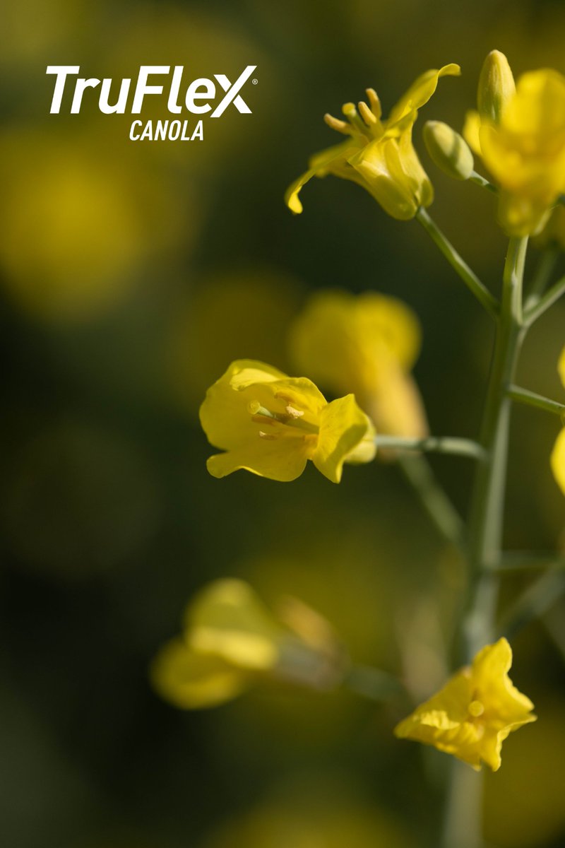 Did ya know? You can use a Roundup tank-mix in any crop production system. It'll help eliminate any perennials prior to planting, which means crops like your #TruFlex canola start the season with fewer weed battles.

Sound like a plan? More here: bit.ly/4d0zyQt #canola