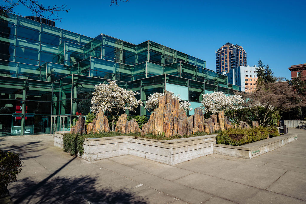 Step into a spring right outside SCC's Arch building! Our city's iconic cherry blossom trees are stealing the spotlight with their breathtaking bloom. Take a stroll, snap some selfies, and immerse yourself in the magic of nature right in the heart of downtown Seattle. #SCC #Arch
