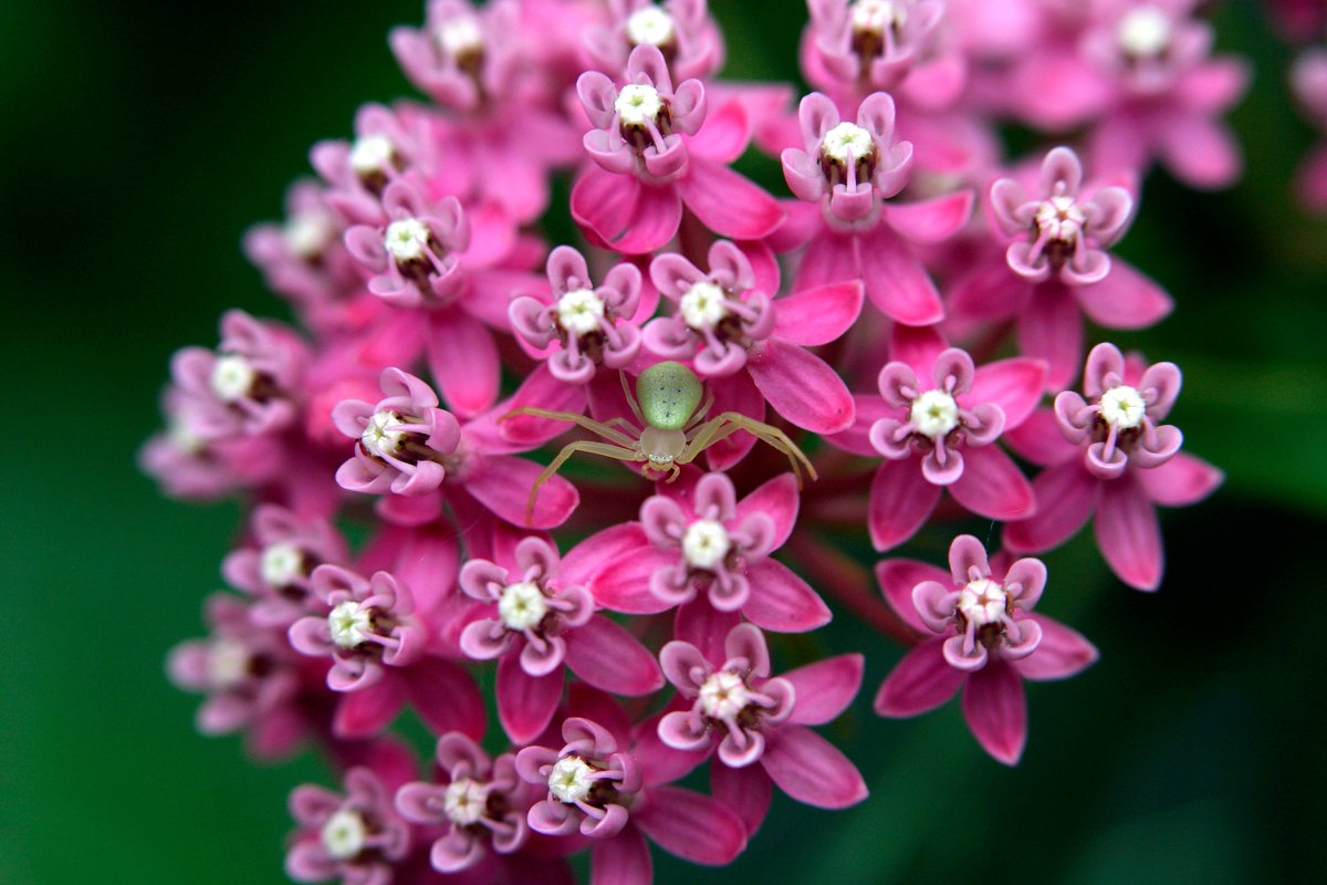 CincinnatiZoo's tweet image. Don't miss the Native Plant Sale at the Zoo’s Bowyer Farm on May 4! Reserve your spot for free: ow.ly/Ptnc50R8yqZ Brought to you by @klostermanbread