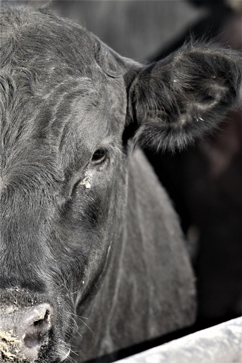 feedlotmagazine's tweet photo. We can tell when weβre not managing our hospitals appropriately because #deathloss and #chronics rise. #Antibiotics are wonderful, but weβve forgotten that cattle also need a nice place to lie down, clean #feed, clean fresh #water and good handling.
https://t.co/3jjK5RK7X5 https://t.co/Mk6ka2sxtw