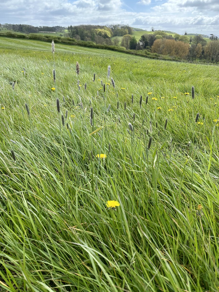 Two of our early flowering grasses - sweet vernal grass & meadow foxtail. The former in a semi-improved grassland with common sorrel, pignut, cuckoo flower etc - a good target site for lowland meadow restoration #grassland #habitatrestoration