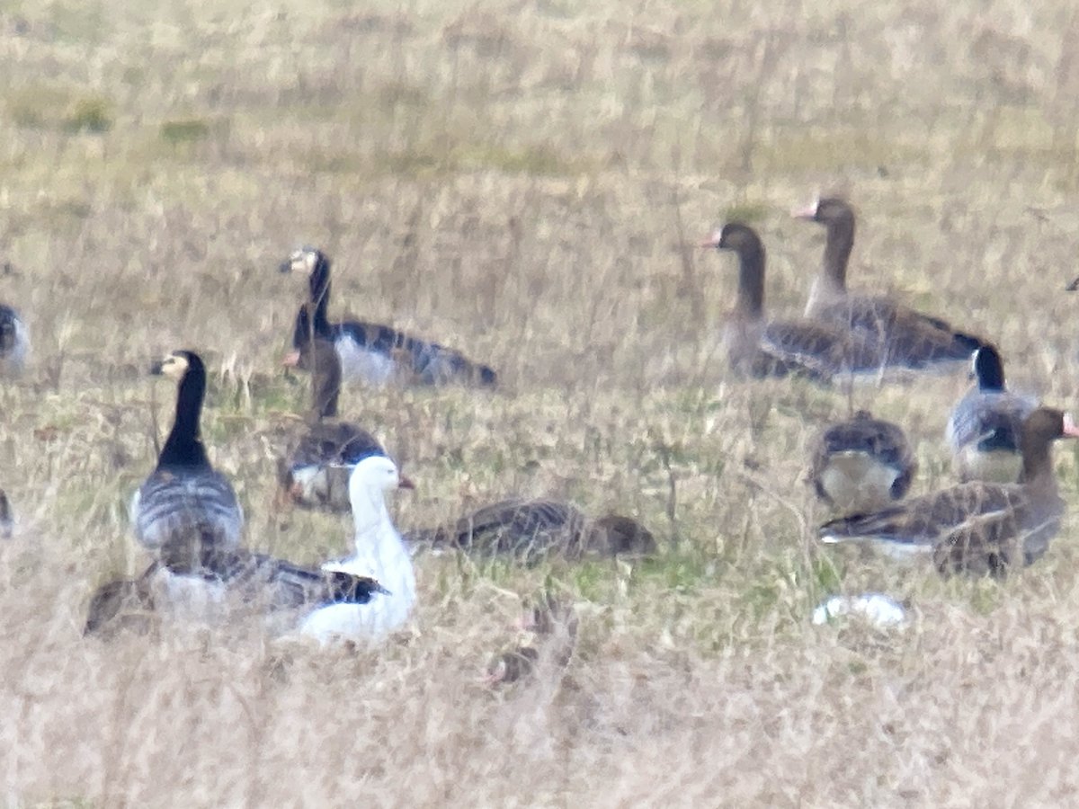 Day two of the Lesser White-fronted Goose EU LIFE project wwf.fi/lwfg workshop in Hiiumaa, Estonia featured hands-on field visits and discussions on habitat management. The workshop wrapped with a thrilling sighting of vagrant Ross's Goose ringed in Nunavut, Canada!