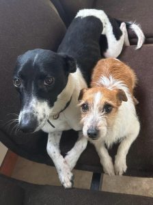 Urgent, please retweet to help Fifi and Flye find a FOSTER or FOREVER HOME - may be able to re home nationally #UK - currently in #IRELAND 
Please contact Norfolk Greyhound Rescue if you can help. 'We really want to get this lovely bonded pair out of kennels. They have been