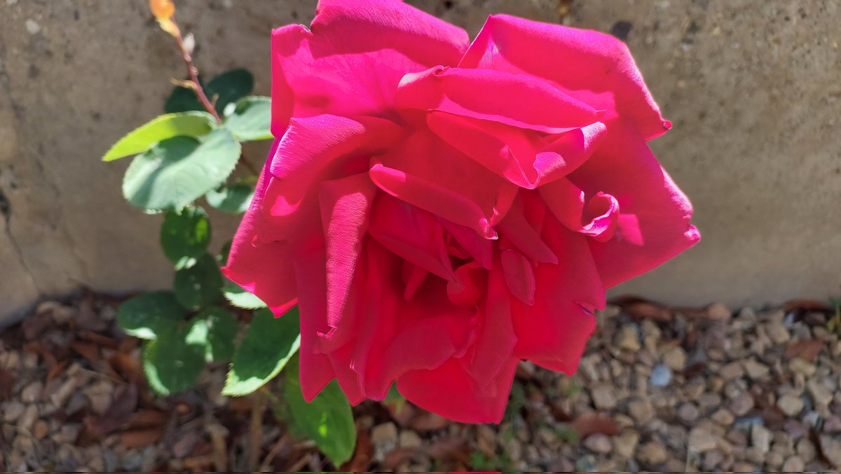 Enguany és la primera vegada que hi hagut roses per Sant Jordi als jardins de #Guissona #laSegarra 500 msnm. El #canviclimàtic ha vingut per quedar-se. @meteocat @eltempsTV3