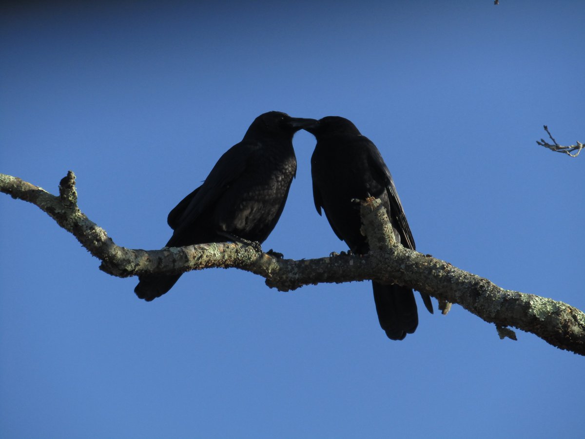 KalSays's tweet photo. Crows first date/picsbykarenk https://t.co/BrSkCJufBy