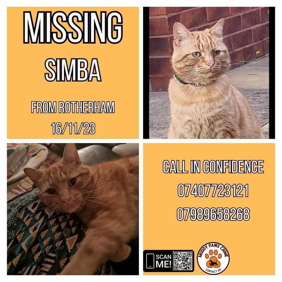 janice_adams3's tweet photo. #FindSimba
#MissingCat from Thrybergh, since 6th November 2023
#Rotherham
#S65
Neutered &amp; Microchipped 
@MissingPetsGB @CatsMissing @gelert01 @JoyOfCats @Catsoftwit1 @Catlost_ @Lorrain90964806 https://t.co/HTSjvOeFlu