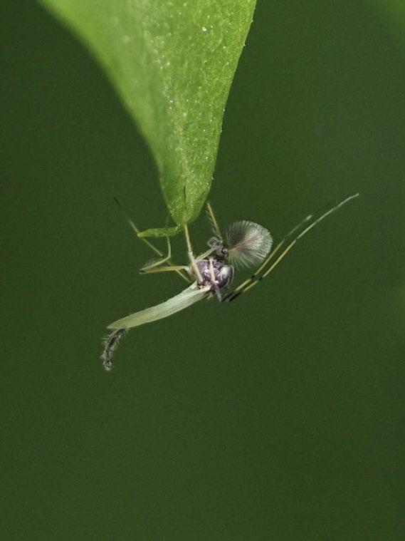 Excited to see this up close and wondering if it could be a male Chironomus plumosus, non-biting midge? On a leaf today in Little St Mary’s churchyard, Cambridge. #WildWebsWednesday