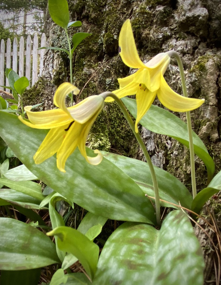enaidrenroh's tweet photo. A little #rewilding brings back #springephemerals that I thought had died long ago #troutlillies ! https://t.co/bwNe8TNs7R