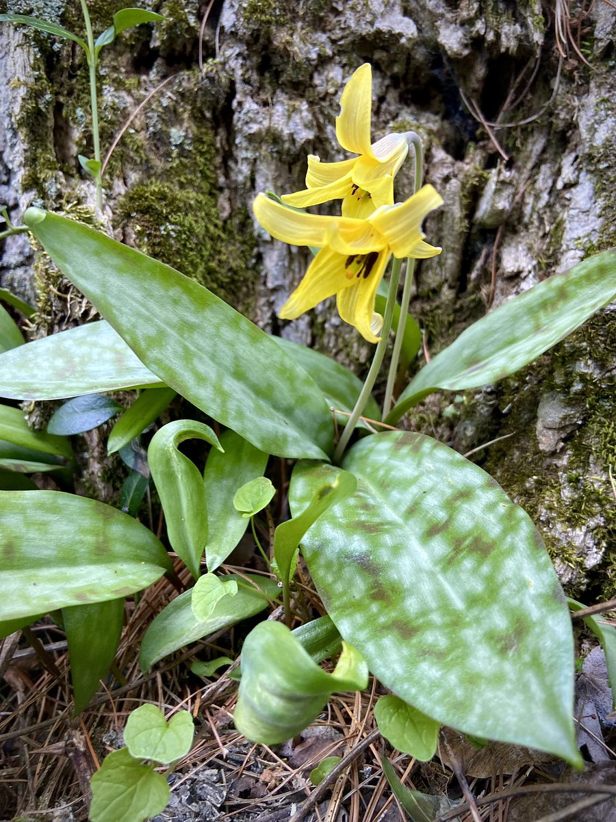 enaidrenroh's tweet photo. A little #rewilding brings back #springephemerals that I thought had died long ago #troutlillies ! https://t.co/bwNe8TNs7R