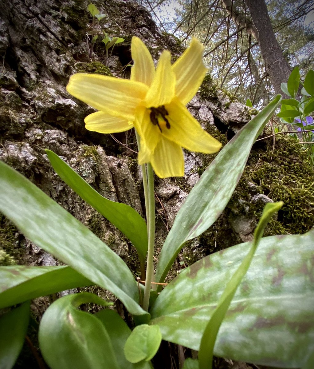 enaidrenroh's tweet photo. A little #rewilding brings back #springephemerals that I thought had died long ago #troutlillies ! https://t.co/bwNe8TNs7R