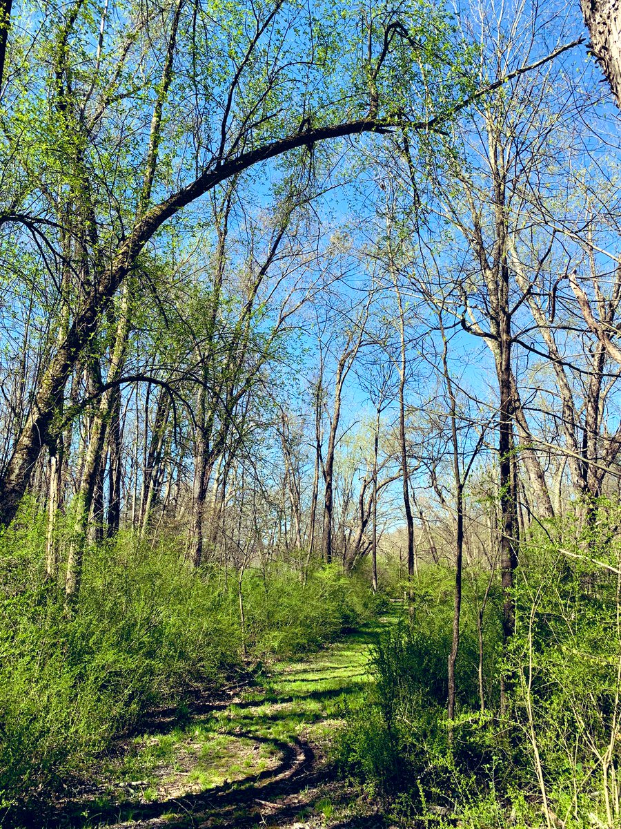 Trail Wednesday- trees are getting leaves and trails are greening up