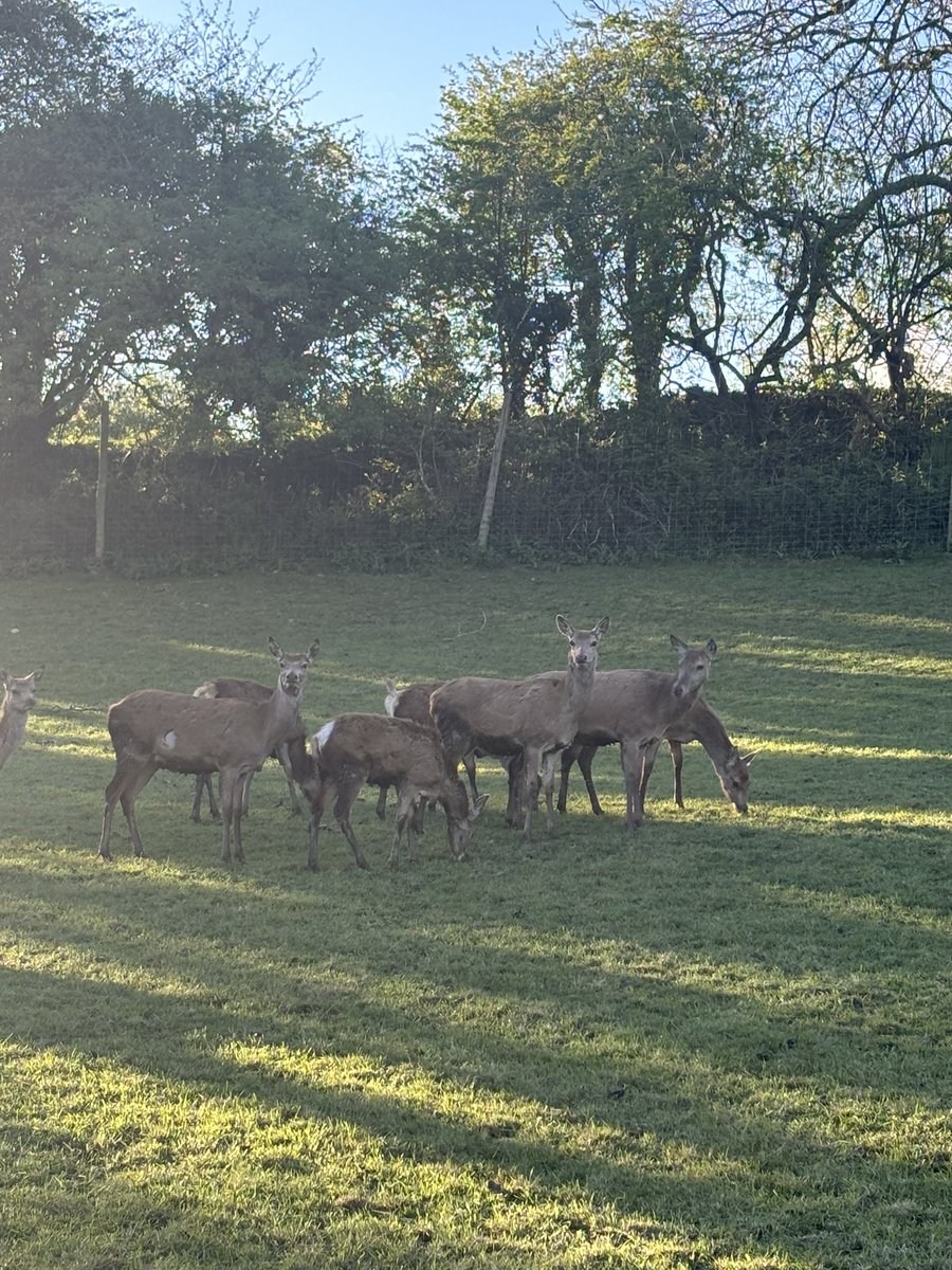 Deer farm visit 🦌 Such a shame there’s no marketing support from @Bordbia for Irish venison like the impressive campaigns in the UK with @EatGameUK @BDFPAnews