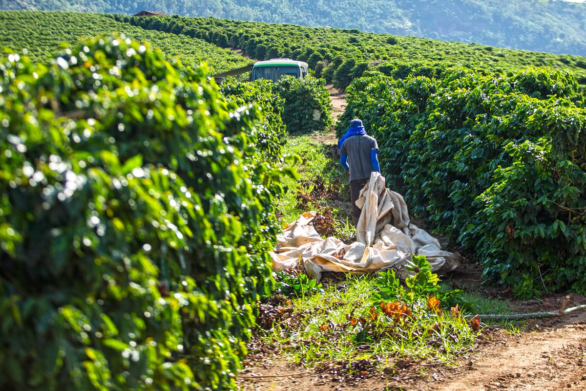 TIP office staff, @ILAB_DOL, & @_GFEMS met w/ coffee farm workers in Varginha 🇧🇷to discuss labor resources & remedies. @_GFEMS & @LRQA launched a tool which consolidates the info and refers workers to available services to address labor exploitation. #EndHumanTrafficking #PEMS