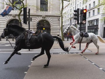 Escaped military horses running through London streets, 24 April 2024. The black horse collided with a taxi and the white one smashed the windscreen of a double-decker bus. 4 people were taken to the hospital.