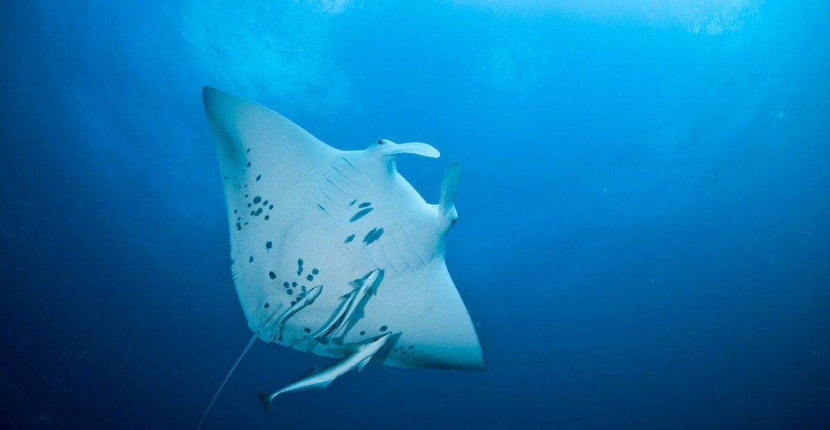 Climate change ‘bait and switch’ threatens sharks and rays | @GAViglione Read here: buff.ly/4aLRpJC