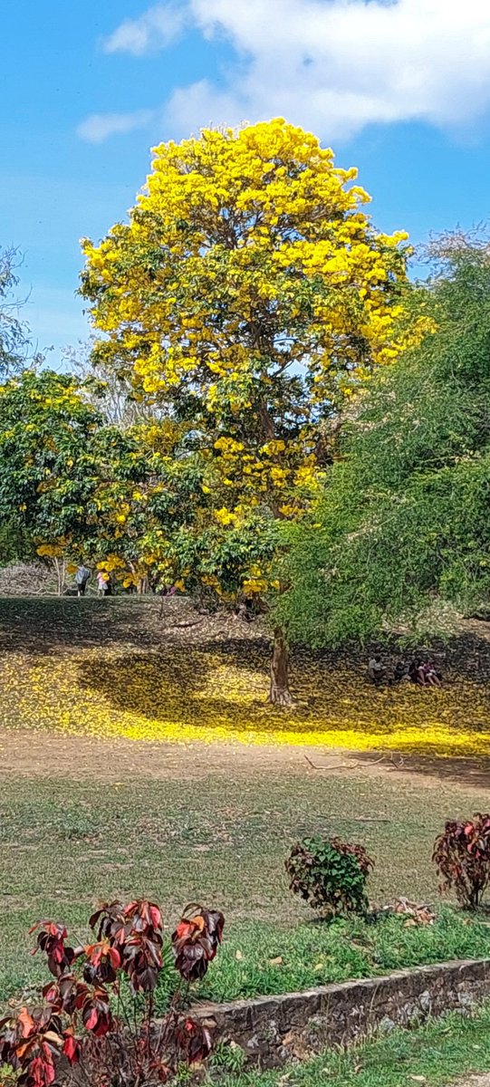 pjmatheson's tweet photo. #Yellow #Poui in bloom in #TrinidadandTobago ๐น๐น #photography #photooftheday https://t.co/ubOocmqWpj