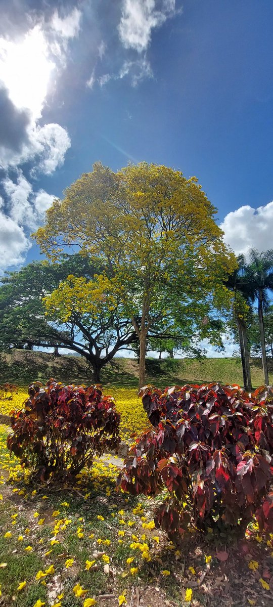 pjmatheson's tweet photo. #Yellow #Poui in bloom in #TrinidadandTobago ๐น๐น #photography #photooftheday https://t.co/ubOocmqWpj