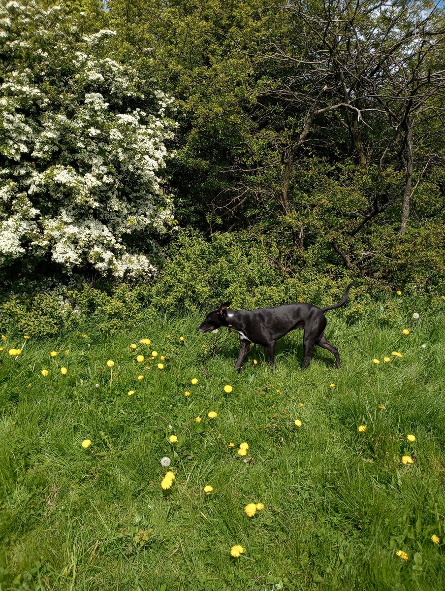 Peak hay fever on today's walk with my best boy 🤧