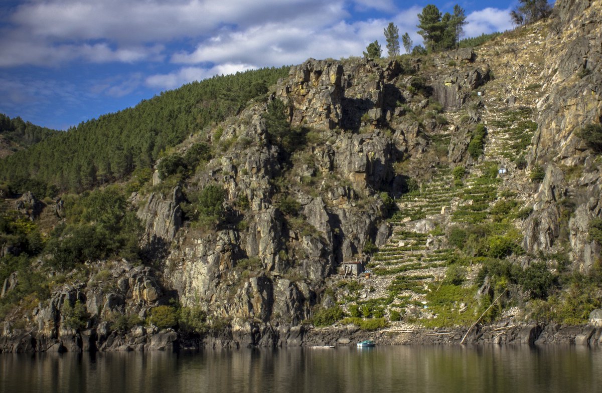 ribeirasacrado's tweet photo. Cividade #RioSil #DORibeiraSacra
Viñedos imposibles #vértigo #vinosdealtura 💚💚
#ElSabordeunPaisaje #ViticulturaHeroica 🍇🍷 https://t.co/fwyC5IfLps