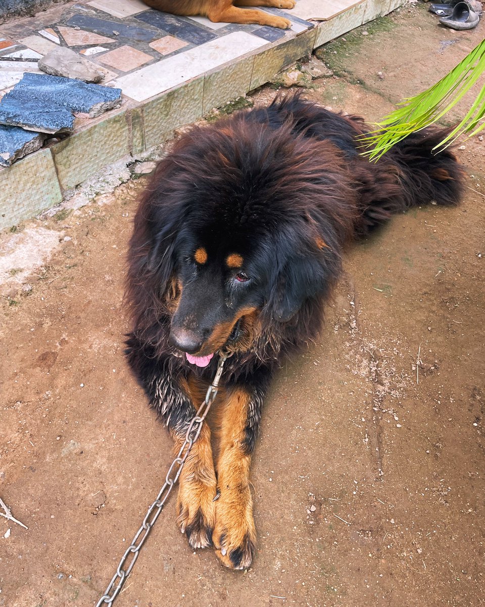 Snopy20172018's tweet image. 