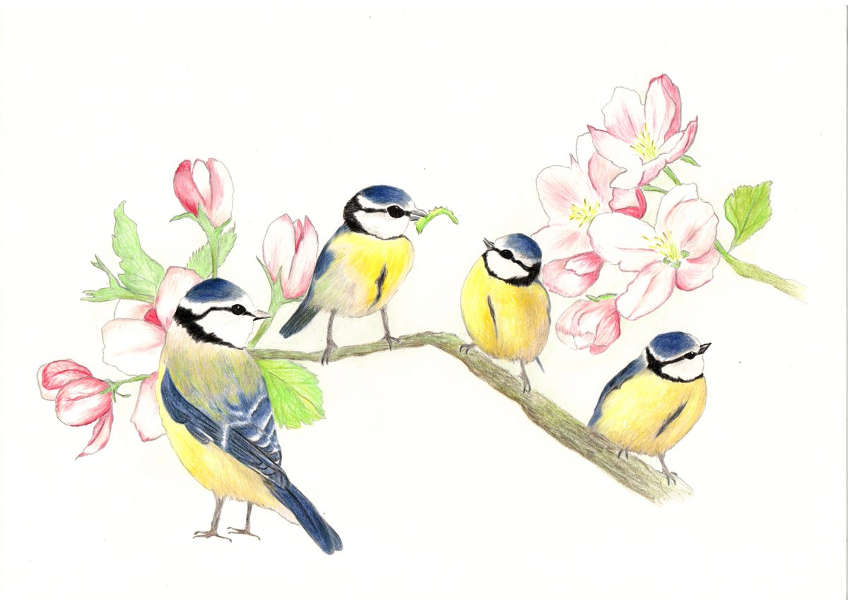 I want to share a couple of #drawings I've produced earlier in the week, so firstly, the Blue tits in my #orchard who have been helping me rid the young leaves of #caterpillars. #bluetits #BirdsOfTwitter