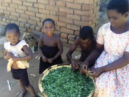 Moringa has transformed Rose's family in less than a year! Read our 2023 Annual Report to find out how Rose is improving the future for her family! 👉 buff.ly/449wPQA #MoringaIsLife #StrongHarvest #ImprovedHealth #IncreasedIncome #CommunityDevelopment #EndPoverty