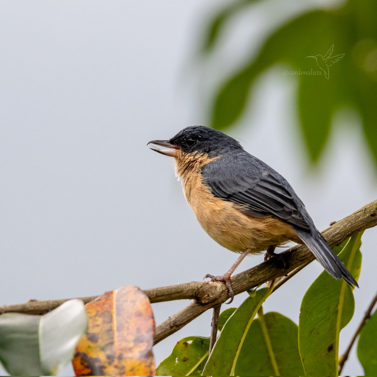 #miercolesdeemplumados 

🇨🇴Picaflor canela ♂️
🔬Diglossa sittoides

#nature 
#birds 
#avesdecolombia