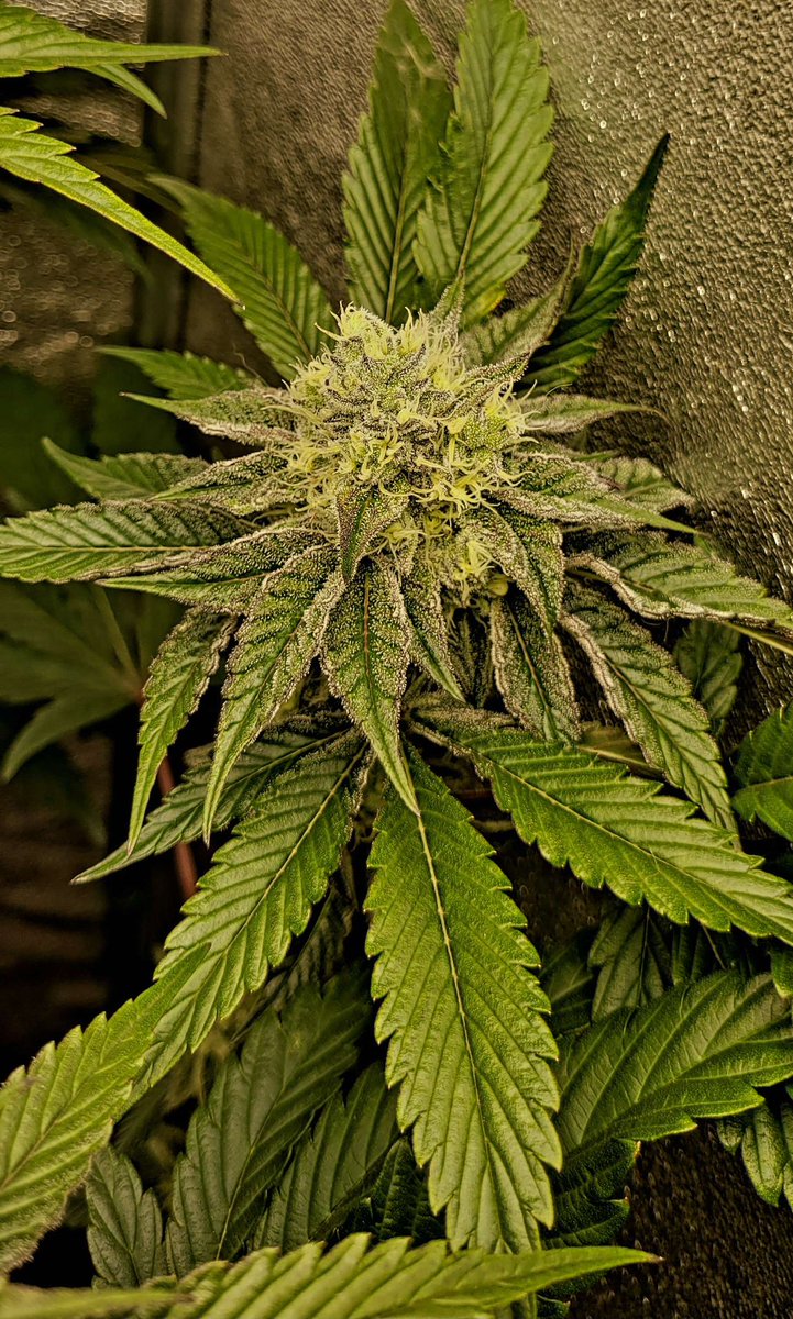 Trichome_Kings tweet picture