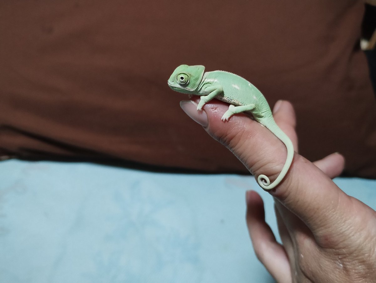 Toge93728619's tweet photo. 飼う自信がなくお迎えしなかったカメレオンくんペットフェスでD-xyzGecko
さんよりお迎え(*´ω｀*)
可愛い……
#東北ペットフェス 
 #エボシカメレオン https://t.co/9g9MtWtjUs