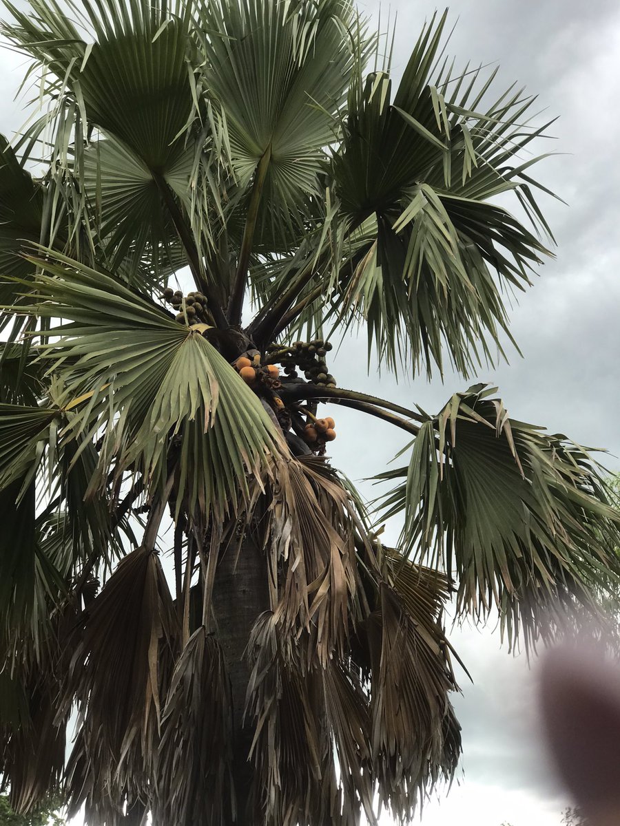 Tugo, ( Fruit du Ronier ). This is one of the most enjoyable fruits in Karamoja. Its trunk provides very good natural timber, its leaves provide fiber for making winnowers,baskets & also used for tying grass used traditionally for thatching. 📍; Abim