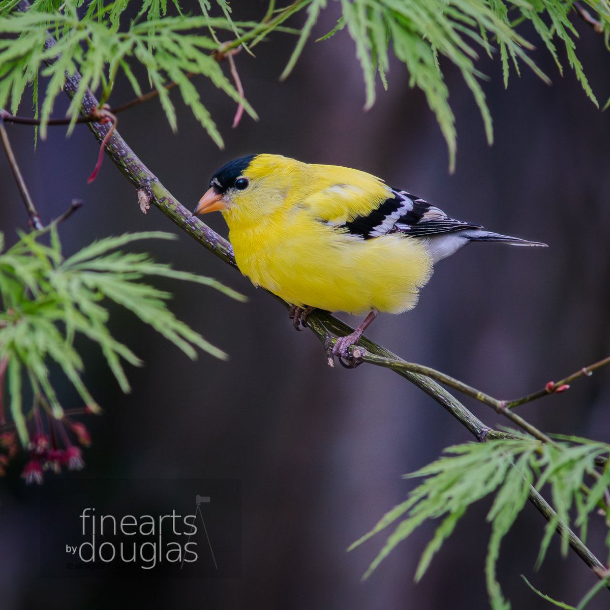 #HappyHumpDay, where is #spring?  where are the #birds? waiting for weather to warm up... longing a visit from these beauties; #ameicangoldfinch #goldfinch #photography #finearts #fineartsbydouglas #WeeklyHumpDayPhoto #artofcreation #nature #yellow #connectionwithnature #backyard