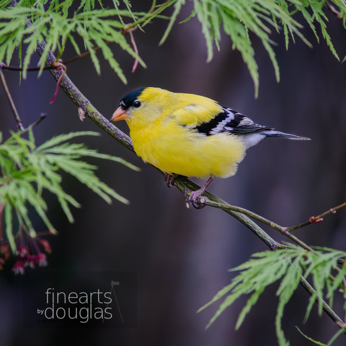 ngdouglas's tweet photo. #HappyHumpDay, where is #spring? where are the #birds? waiting for weather to warm up... longing a visit from these beauties; #ameicangoldfinch #goldfinch #photography #finearts #fineartsbydouglas #WeeklyHumpDayPhoto #artofcreation #nature #yellow #connectionwithnature #backyard https://t.co/cs4nQ0SQ1W