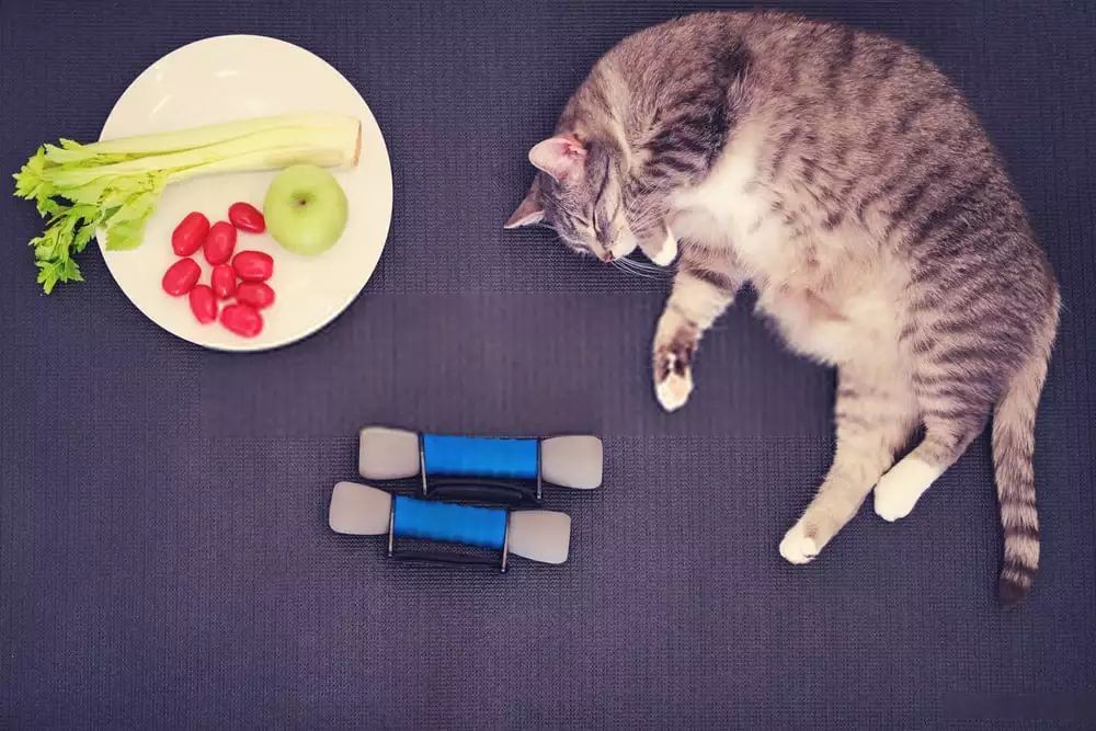 BreedsofCat's tweet photo. CAN CATS EAT CELERY ? #cats #Catsoftwitter #CatsEat 
https://t.co/OwwJdYmSSE https://t.co/eBVbQc1QRa