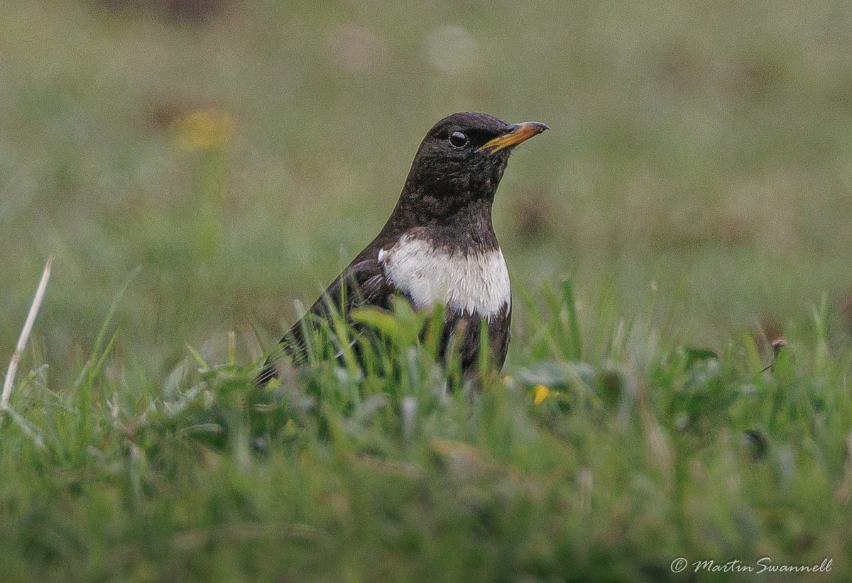 Martin Swannell (@alanthetortoise) on Twitter photo Ring Ouzel #Northantsbirds still present and showing well at Weston Mill this afternoon.
<a href="/barbeldave/">David Smith</a> @jcbirder <a href="/bonxie/">Mike Alibone</a> Ring Ouzel #Northantsbirds still present and showing well at Weston Mill this afternoon.
<a href="/barbeldave/">David Smith</a> @jcbirder <a href="/bonxie/">Mike Alibone</a>