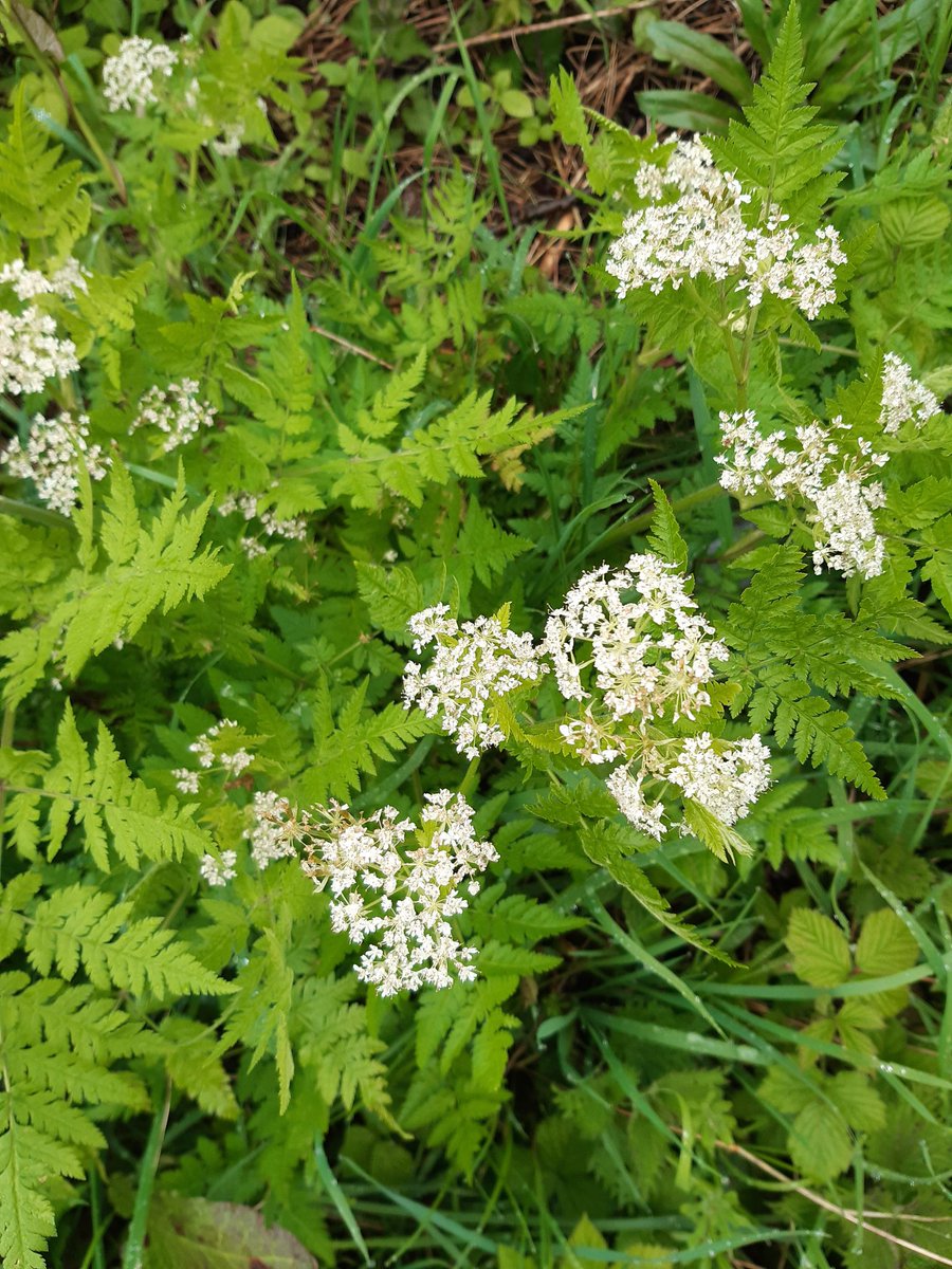 Despite the bitter weather, there are signs of Spring on Tipside, this is sweet cicely, of the cow parsley family with a strong aniseed small to leaves and seeds, there's quite a little on Tipside.