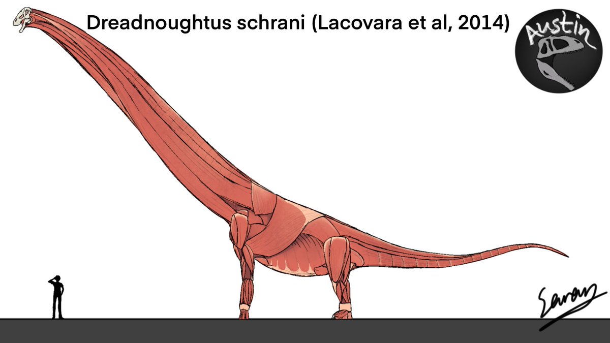 'Fear Nothing'
Dreadnoughtus musculature study #paleoart #anatomyart #paleoart