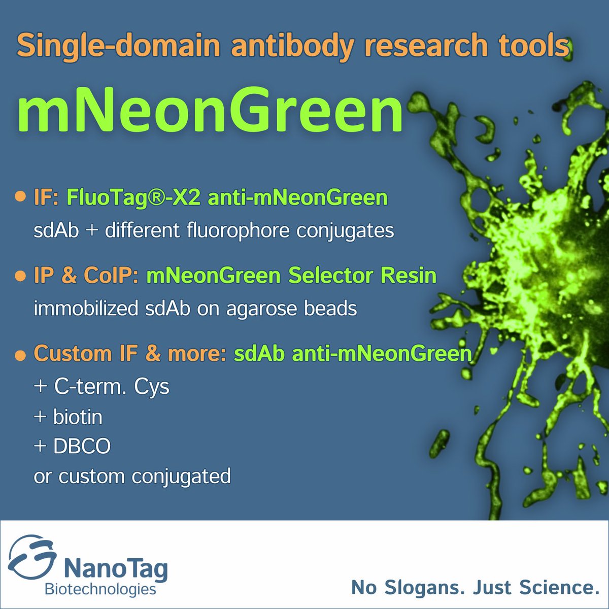 At NanoTag, we've developed a range of #nanobodies tailored for mNeonGreen 🧪. These small, monovalent binders recognize their antigens with strong affinity and specificity, representing ideal research tools for diverse applications. Check them here: bit.ly/44a2a5K