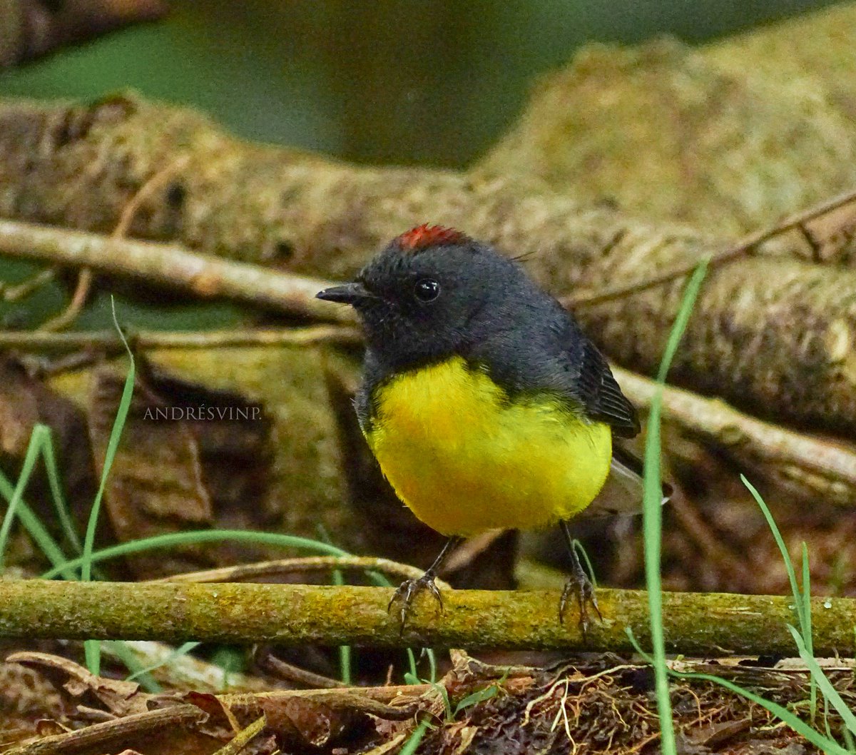 Candelita plomiza para el #miercolesdeemplumados

#AvesDeColombia
#birdwatching #Naturaleza
#NaturePhotography