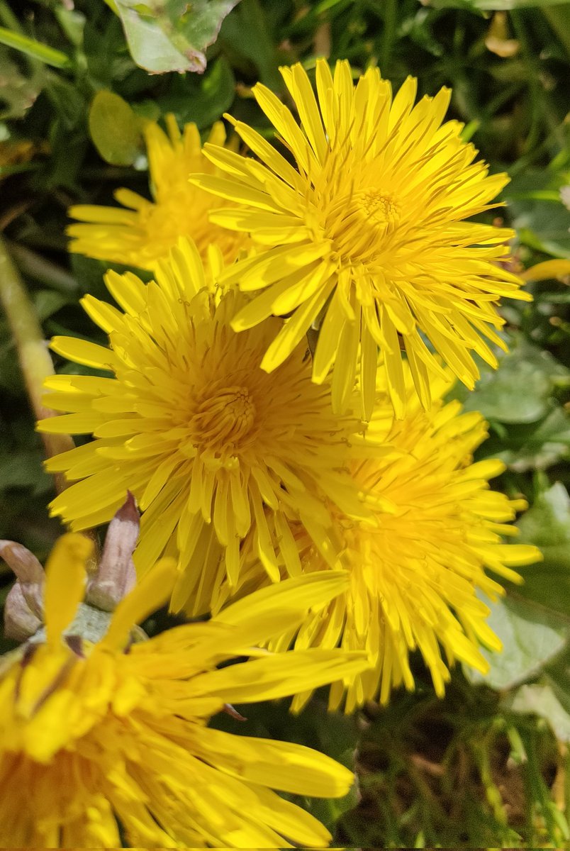 Dandelions 🌼 are irrepressible and such a lovely gift from nature to us & 🐝. They grow in our gardens, meadows, cracks in the pavement & refuse to be subdued by lawnmowers. Blowing a Dandelion was once supposed to tell you how many children you will have (🙄)....but more…