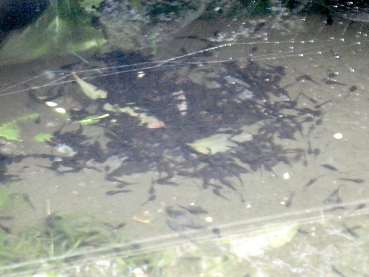 実家行く。
着いたの遅めだし雨で庭の様子とかあまり見れなかったけど、池のオタマジャクシは少なめだけど育っている様で一安心。
お袋連れ買い物行ったが時間遅めで値引き惣菜や弁当が多く、買い込み過ぎで明日の昼～夜分まで間に合ってしまった。