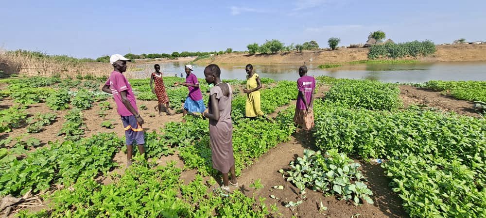 rassactivity's tweet photo. 🌿🚜 Thriving vegetable harvest in Akobo County! Thanks to RASS, Bourre, Kechdiok, and the all-women Maat producer groups are reaping the rewards of their hard work. Empowering farmers for food security and income growth! 🌱💪 #EmpowerFarmers #SustainableAgriculture https://t.co/U5Y0eeP3jS