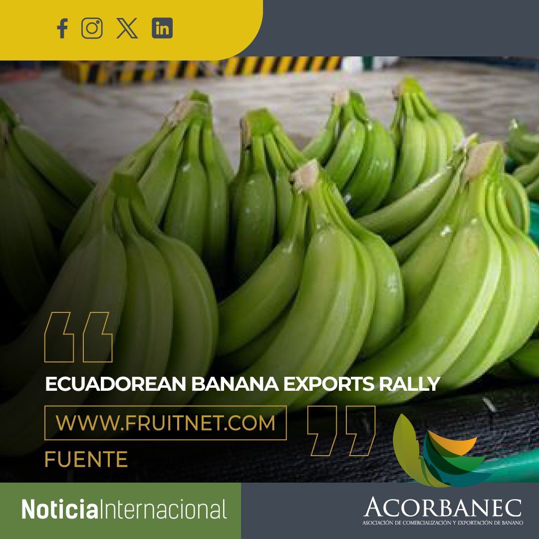 El portal web @FruitnetMedia también reseñó la recuperación de las exportaciones bananeras durante el mes de marzo. Más detalles en el siguiente enlace fruitnet.com/eurofruit/ecua…